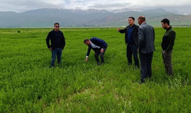 Yüksekova'da çekirge sürvey çalışması