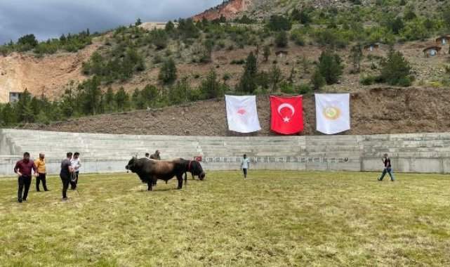 Yusufeli'nin güreşçi boğaları, yeni arenaya ayak bastı