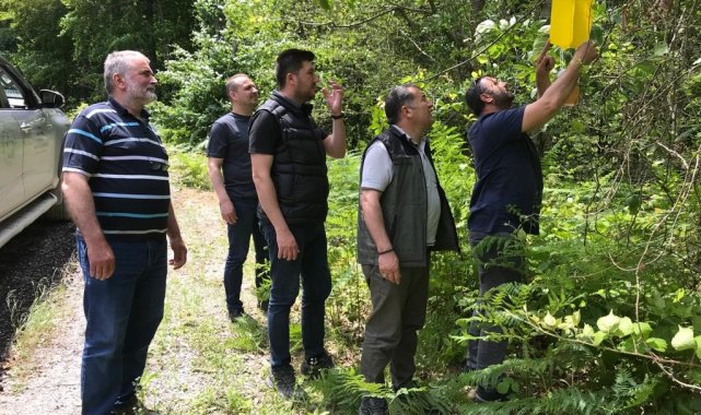 Zararlı böceklere karşı ormanlara "feromon tuzağı" kuruluyor