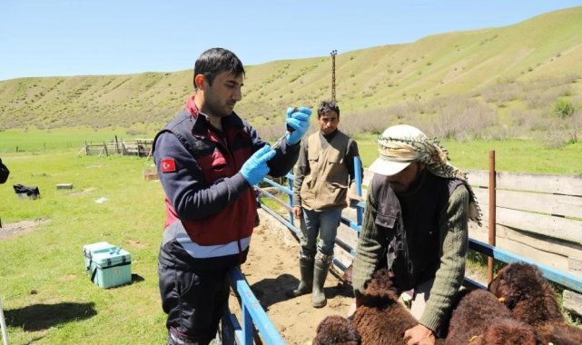 2 bin hayvana aşı yapıldı