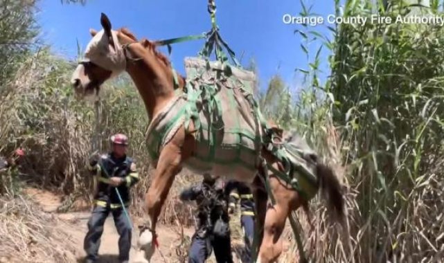 ABD'de düşerek yaralanan at, helikopterle götürüldü