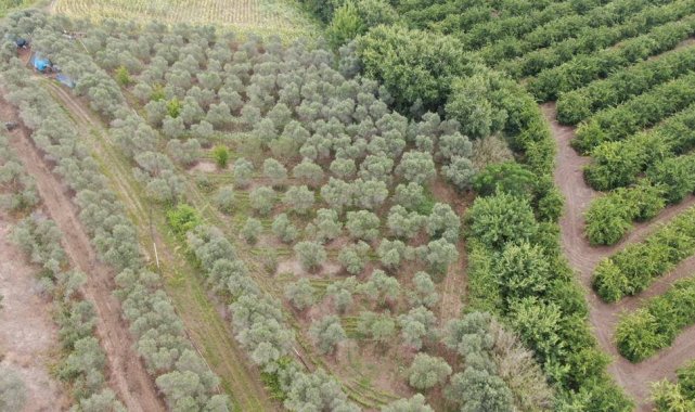 Adana'da 2 bin kök kenevir bitkisi ele geçirildi