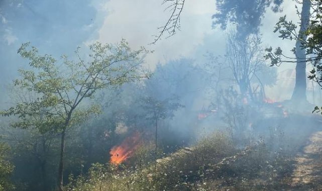 Adana'nın 2 ilçesinde orman yangını