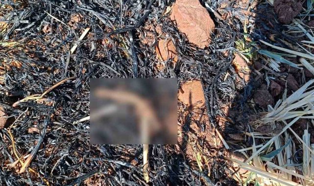Adıyaman'da anız yangını