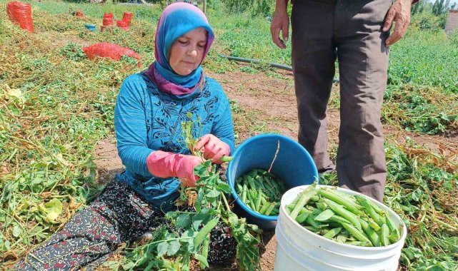 Alternatif ürün olarak ekimi gerçekleştirilen bezelyede hasat başladı