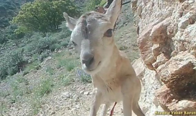 Anadolu yaban koyunu yavrusu, fotokapana yansıdı