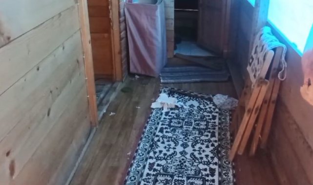 Artvin'de aç kalan ayılar yayla evlerini talan etti