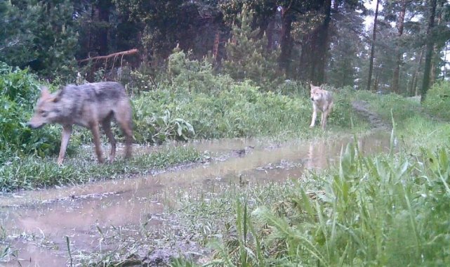 Artvin'de ormanda kurt sürüsü görüntülendi