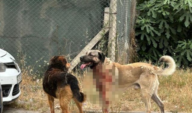 Ataşehir'de köpeğin saldırdığı kadın ağır yaralandı
