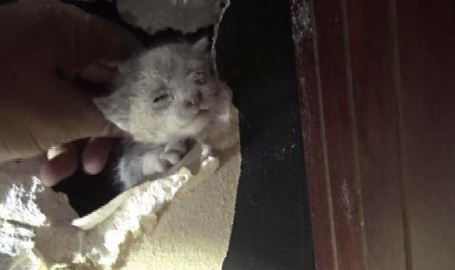 Avcılar'da mahsur kalan kedi ile kuşu itfaiye kurtardı