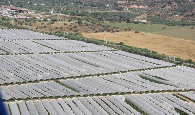 Aydın Ovası'nda çilek üretim alanları her geçen gün artıyor