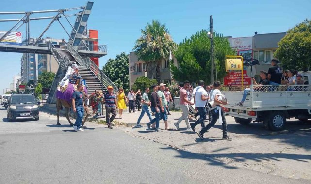 Aydın'da deve kültürü her alanda yaşatılıyor