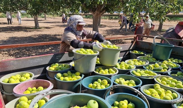 Aydın'da siyah ve sarılop çeşidi taze incirin hasat ve ihraç tarihleri belirlendi