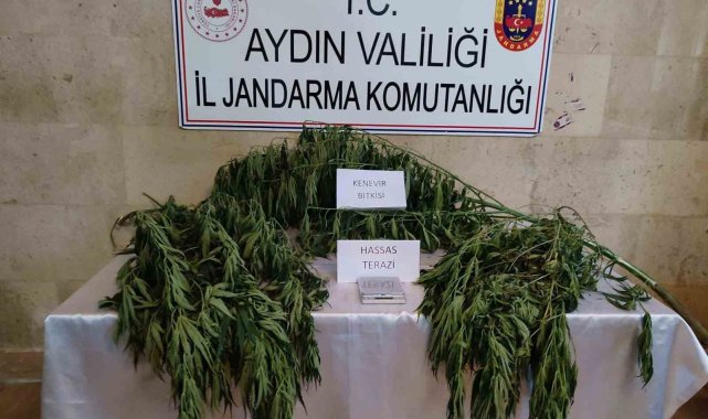 Aydın'da uyuşturucu operasyonu: 1 gözaltı