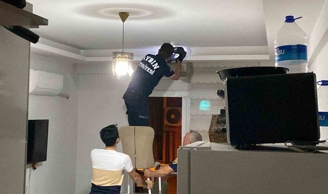Aydın'da yarasa paniği