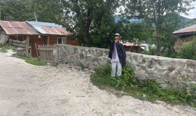 Ayılar Artvin'de köylüleri canından bezdirdi: "Ağaçlardan meyve toplayamıyoruz"