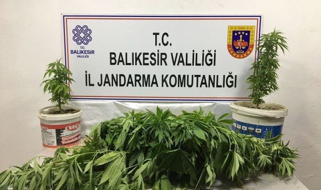 Bandırma'da kenevir operasyonu: 3 kişi yakalandı