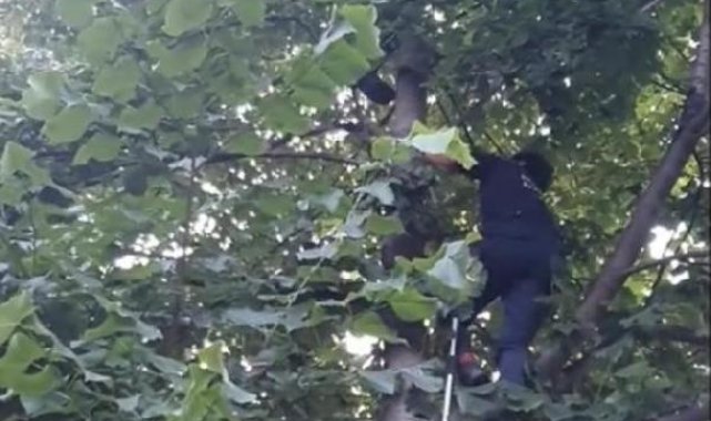 Beyoğlu'nda kedi kalp masajıyla hayata döndü