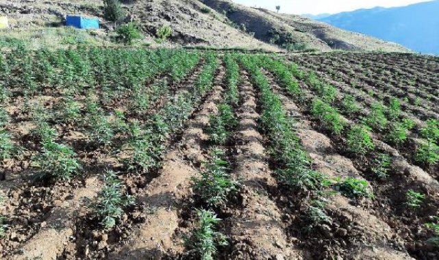 Bingöl'de 12 tarlada 2 milyon 400 bin kök skunk ve kenevir bitkisi ele geçirildi