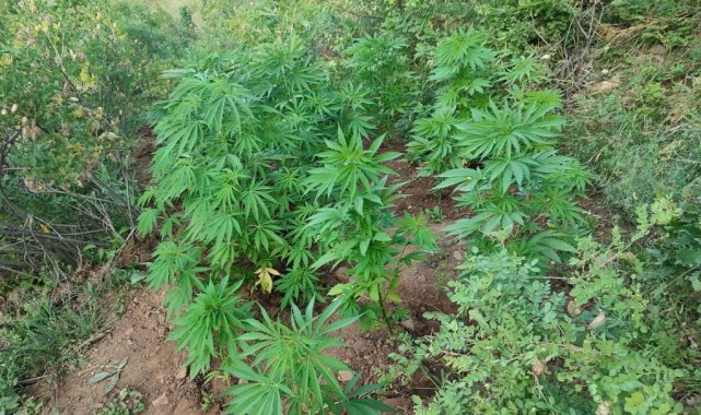 Bingöl'de 138 kök kenevir bitkisi ele geçirildi