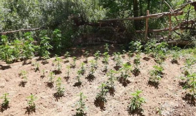 Bingöl'de 2 bin 507 kök keneviri ve 589 gram toz esrar ele geçirildi