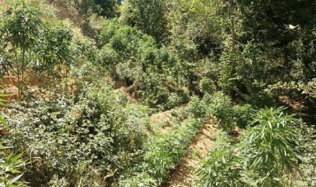 Bingöl'de 3 bin 591 kök kenevir ele geçirildi