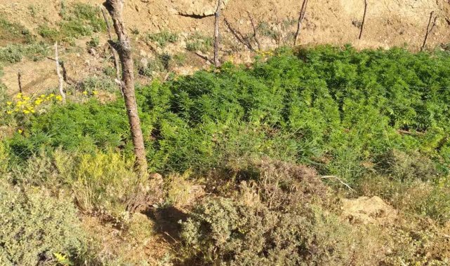 Bingöl'de 5 bin kök kenevir bitkisi ele geçirildi