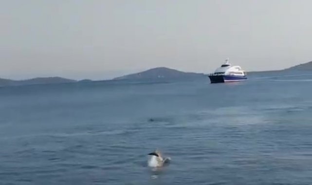 Bostancı Sahili'nde yüzen yunuslar kameraya yansıdı