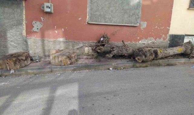 Bu kütüklerin kaldırımda ne işi var?