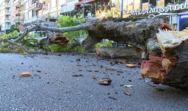 Bursa'da 200 yıllık çınar, caddeye devrildi