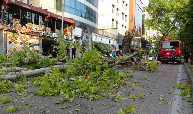 Bursa'da kökleri çürüyen asırlık çınar ağacı devrildi