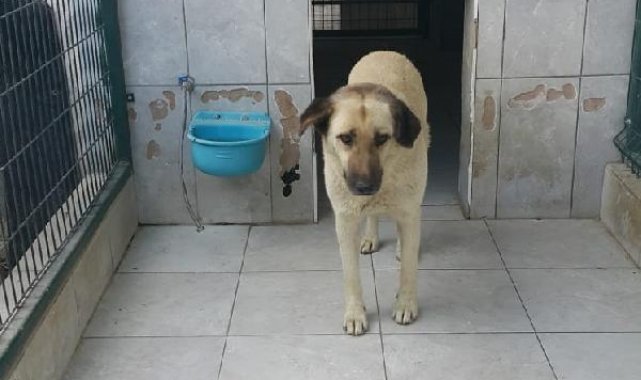 Bursa'da sokak köpeğinin saldırısına uğrayan çocuk yüzünden yaralandı