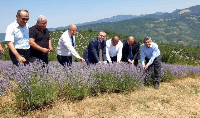 Bursa'nın dağlarında yetişen lavantaların hasadı başladı