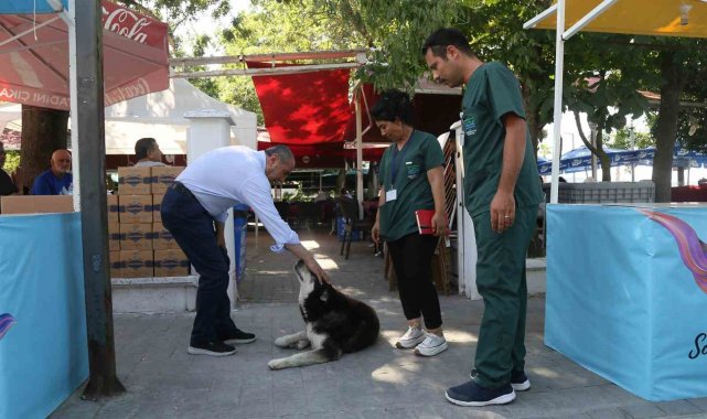 Büyükçekmece'de sokak hayvanlarının sağlık taraması gerçekleşti