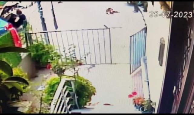 Büyükçekmece'de yol kenarındaki köpeği ezen servis şoförü aracından inmeden kaçtı