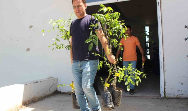 Büyükşehir Belediyesi 10 bin adet ceviz ve zeytin fidanı hibe etti