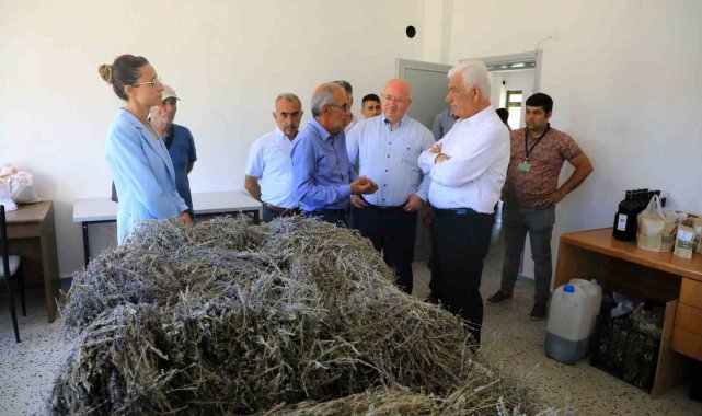 Büyükşehir desteği ile 212 dekar arazi Lavanta ile buluştu