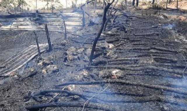 Çanakkale'de ağılda yangın; 150 oğlak öldü
