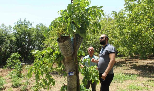 Ceviz ağaçlarında verim 'kabuk altı' aşısı ile bire beş artıyor