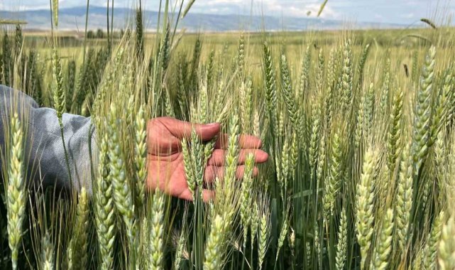 Çiftçilerin yağış sonrası korkusu; 'Pas hastalığı'