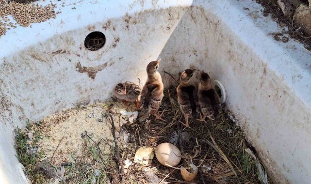 Çınarcık DKMP'de 4 tavus kuşu yavrusu yumurtandan çıktı