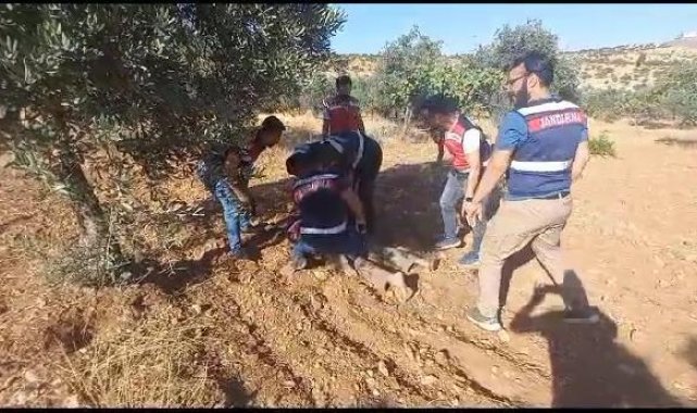 Cinayet şüphelisi, saklandığı fıstık bahçesinde yakalandı