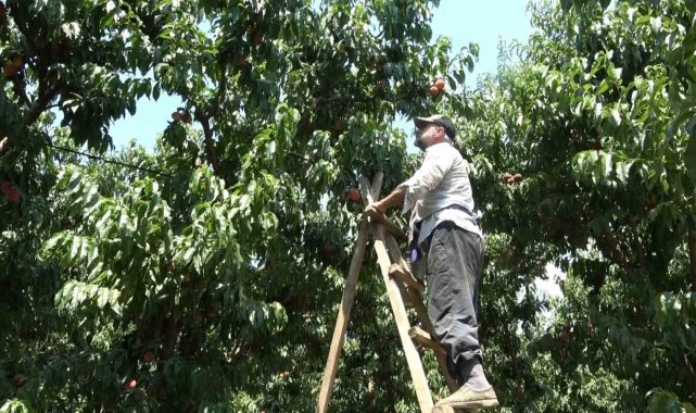 Coğrafi işaretli Bursa şeftalisinin hasadı başladı... Rekolte sıkıntısı var