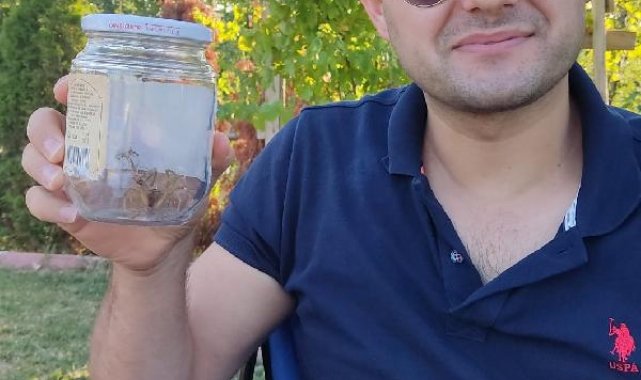 Çorum'da 'Sarıkız örümceği' tedirginliği