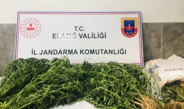 Damla sulama sistemiyle kenevir yetiştiren şüpheli suçüstü yakalandı