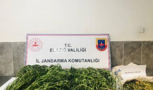 Damla sulamayla kenevir yetiştiren şüpheli yakalandı