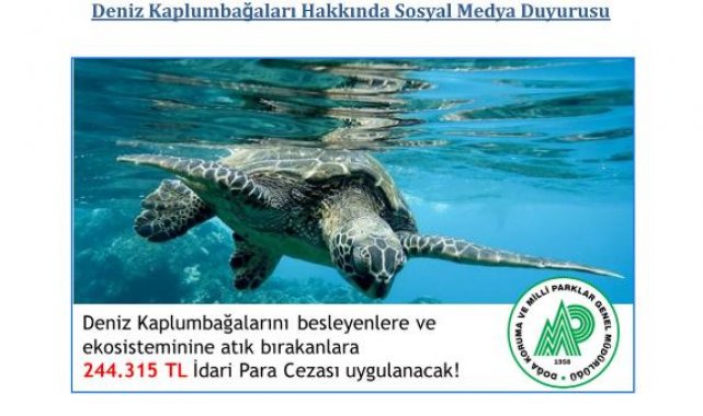 Deniz kaplumbağalarını besleyene 244 bin lira ceza