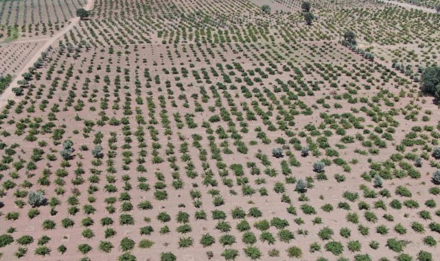 Deprem ve aşırı sıcaklar üzümdeki rekolteyi düşürdü
