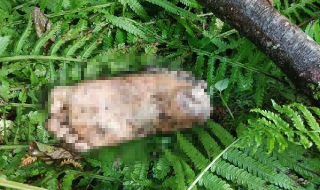 Derede bulunan kopmuş ayağın sırrı araştırılıyor; 1 DNA başvurusu