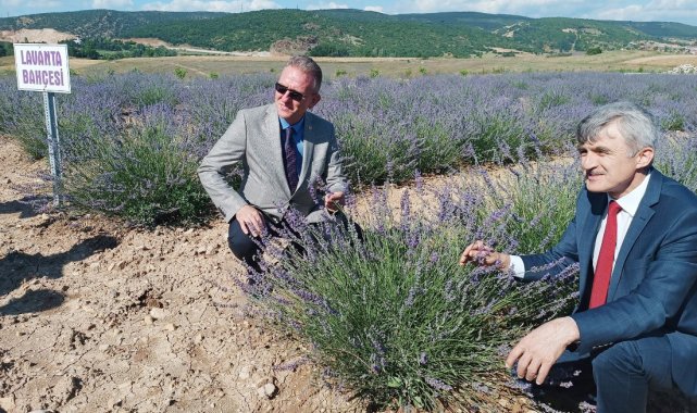 DPÜ Tavşanlı Meslek Yüksekokulunda lavanta bahçesi
